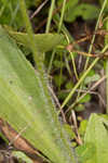 Pineland plantain
